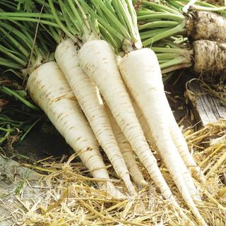 Pătrunjel rădăcină