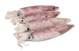 Calamar