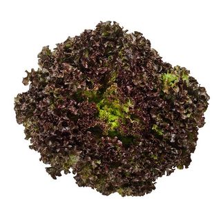 Lechuga Lollo Rosa-Bionda Pieza 200-500G