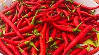 Piments Forts Marinés- Par 100g