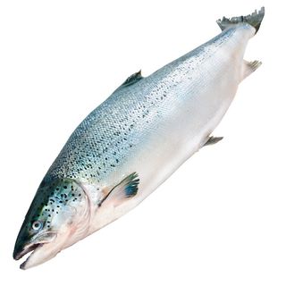 Семга Атлантическая 5-6 Кг Замороженная