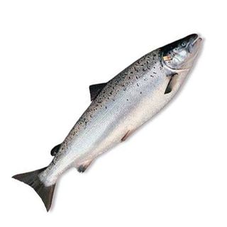 Семга Атлантическая Охлажденная, 5-6 Кг, Норвегия