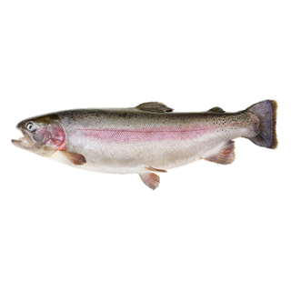 ФОРЕЛЬ ЖИВАЯ ВЕС