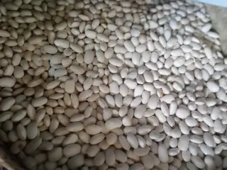 Butter bean