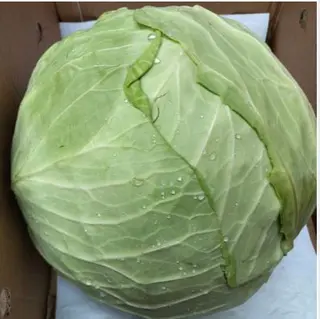 Cabbage- White
