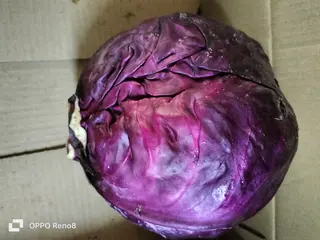 Cabbage- Red