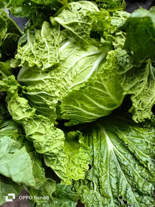 Cabbage- Chinese