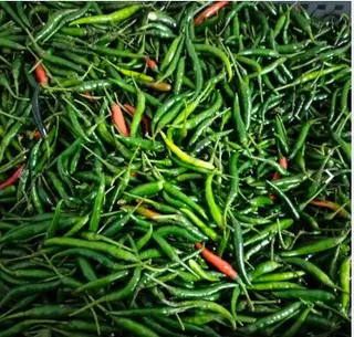 Chilli- Green