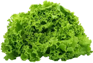 Lettuce- Soft Green