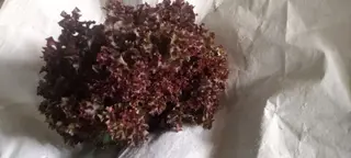Lettuce- Soft Red