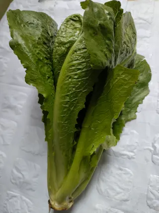 Lettuce- Romaine