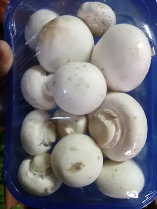 Mushroom- Button