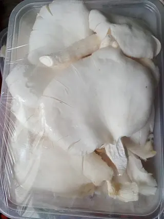 Mushroom- Oyster