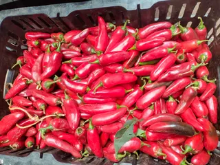 Chilli Bullet