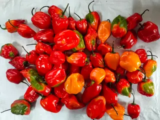 Habanero Chilli