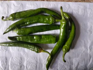 Jalapeno Chilli
