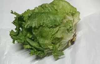Lettuce- Hard