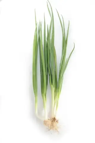 Onion Spring