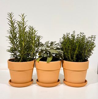 Set 3 Vasi Calima Terracotta Antica D.15 Con Sottovaso D.13 500016157