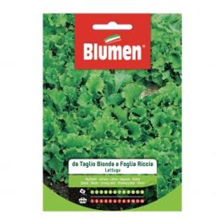 Lattuga Taglio Bionda Foglia Riccia 510510439