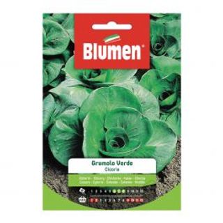Cicoria Grumolo Verde 510510442
