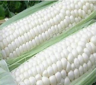 Maize, 1 Piece