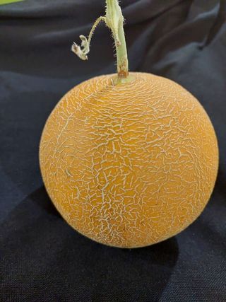 Ananas dinja