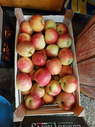 Domaća slatka jabuka fudži