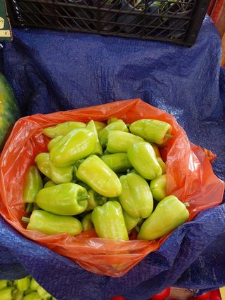 Hercegovačka paprika za filovanje