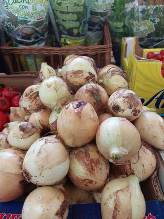 Mladi luk glavica
