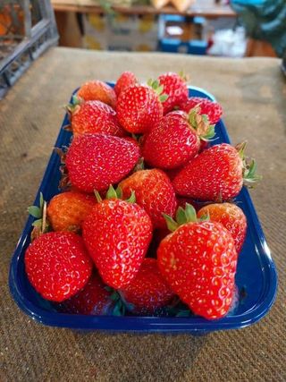 Domaća jagoda - Mostar