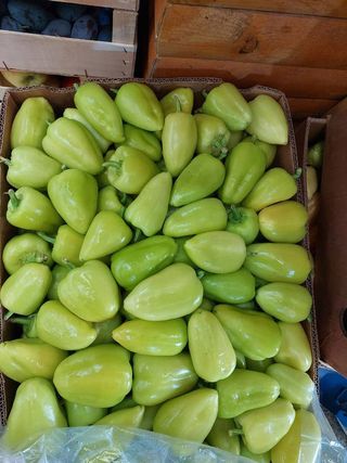 Paprika za filovanje