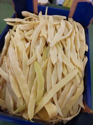 Žuta buranija puterica