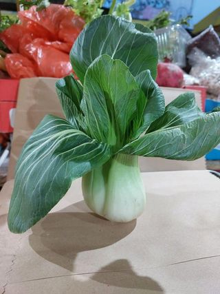 Bok choy