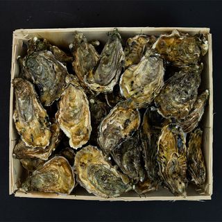 Ostrygi fine de Claire