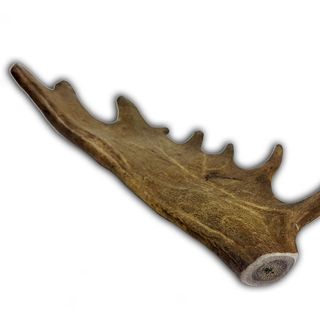 Mordedor Asta De Gamo Talla M