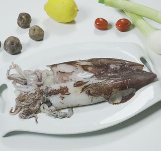 Calamar Sahariano pequeño 0.35 Kg aprox.