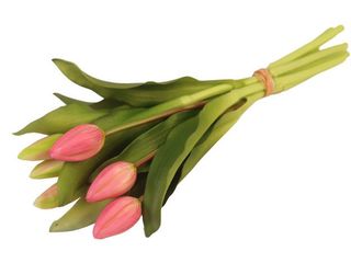 Buket Tulipana 7 Kom