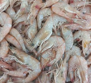 Crevette Kg
