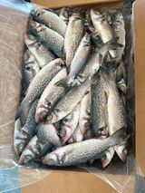 Loup de mer Kg