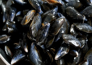 Moules Kg