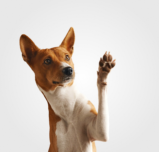 Zestaw promocyjny 3+1 za 1 grosz INABA CHURU ROLLS kurcz tuńcz małż 4x10g