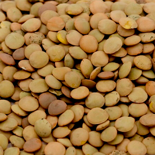 Lenteja Castellana ecológica (500g)