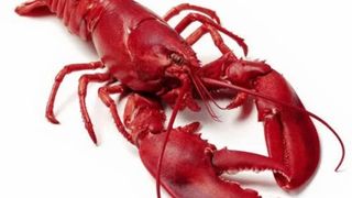 ლობსტერი 350გრ