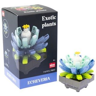 Nice Mattoncini Exotic Plants Echeveria