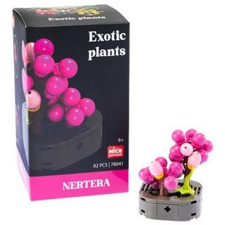 Nice Mattoncini Exotic Plants Planta Nertera