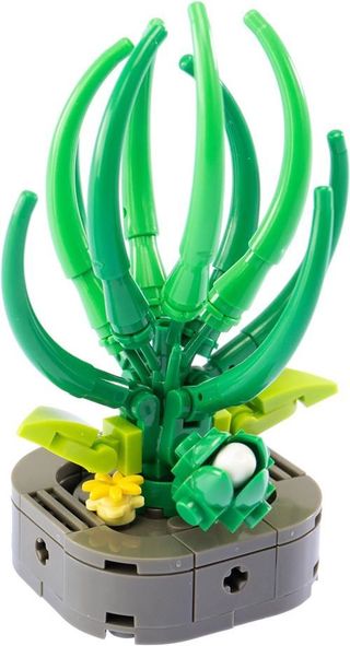 Nice Mattoncini Exotic Plants Abuca Spiralis