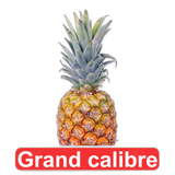 Ananas Grand calibre 1 Piece