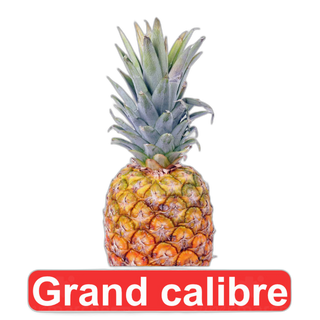 Ananas Grand calibre 1 Piece