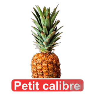 ananas petit calibre 1 piece